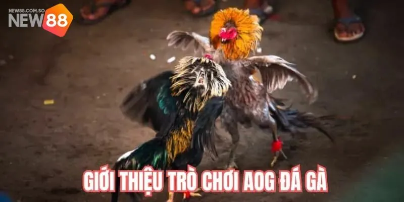 Giới thiệu về sảnh đá AOG Đá gà tại nhà cái