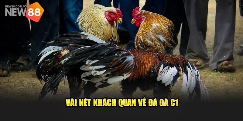 Đá gà c1 là gì, tìm hiểu về giải đấu gà chọi hàng đầu