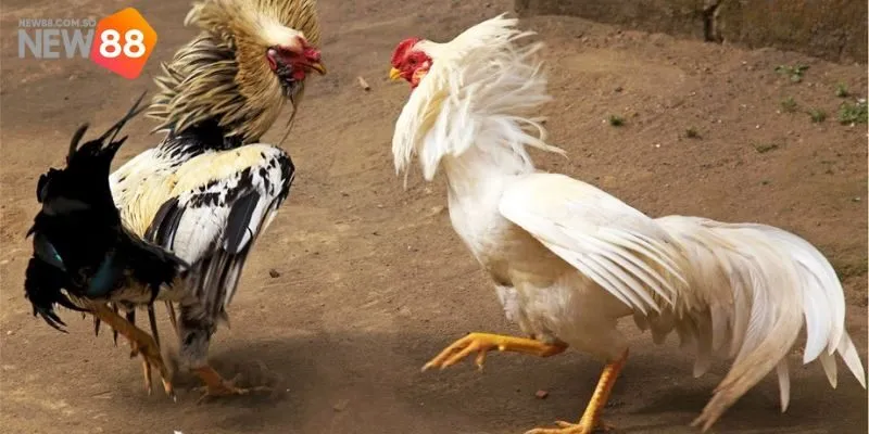 Đá Gà C2 New88 - Giải Đấu Của Những Chiến Kê Xuất Sắc